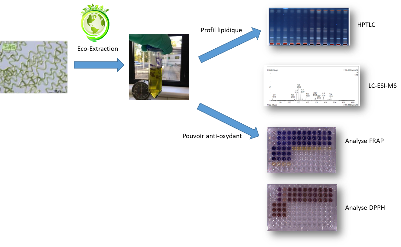 Biomasse microalgale